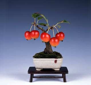 姬之苹果　树高11cm　和丸鉢