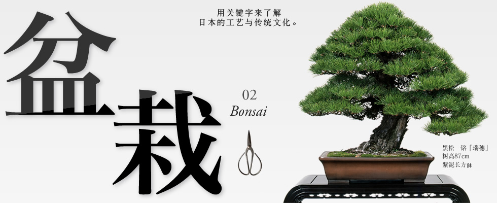 用关键字来了解 日本的工艺与传统文化。02「盆栽」